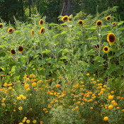 Ray Bradley’s sunflowers