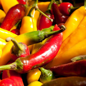 The annual Tomato Festival at Ray Bradley’s Farm near New Paltz,