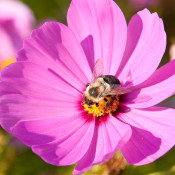 The annual Tomato Festival at Ray Bradley’s Farm