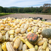 Ray Bradley’s Farm near New Paltz, NY