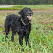 Ray Bradley’s dog playing in the field