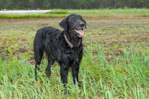 Ray Bradley's dog playing in the field