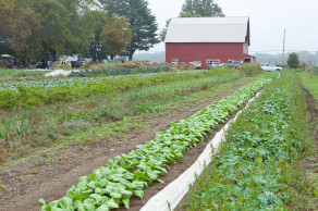 Ray Bradley's barn and fields