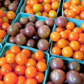 heirloom cherry tomatoes grown by Ray Bradley on his farm near N