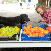 7th Annual Bradley Farm Festival near New Paltz