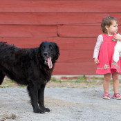 Ray Bradley’s dog, Gracie, found a great play companion