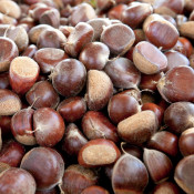 101002EFrossard_RayB_Chesnut_0532