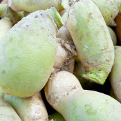 root vegetable sold by Ray Bradley on the Grand Army Plaza farme