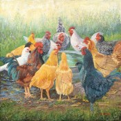 chickens